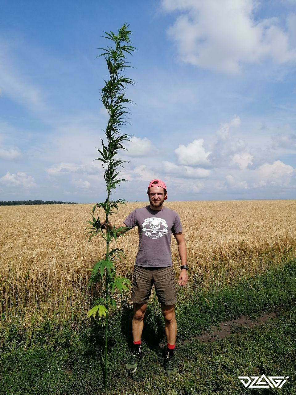 Как растет конопля в сибири как и сколько выращивать коноплю
